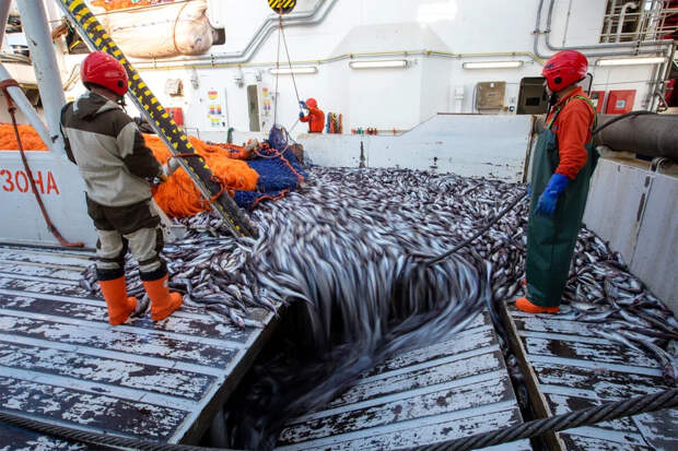 АДМ: на российский рынок поставили 271 тыс. тонн продукции из минтая