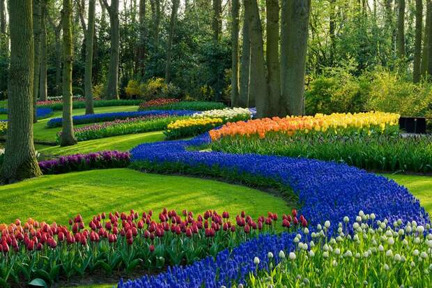 Тюльпаны в дизайне сада