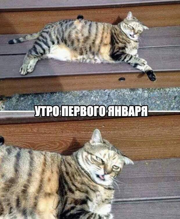 Смешные картинки с надписями прикол, юмор