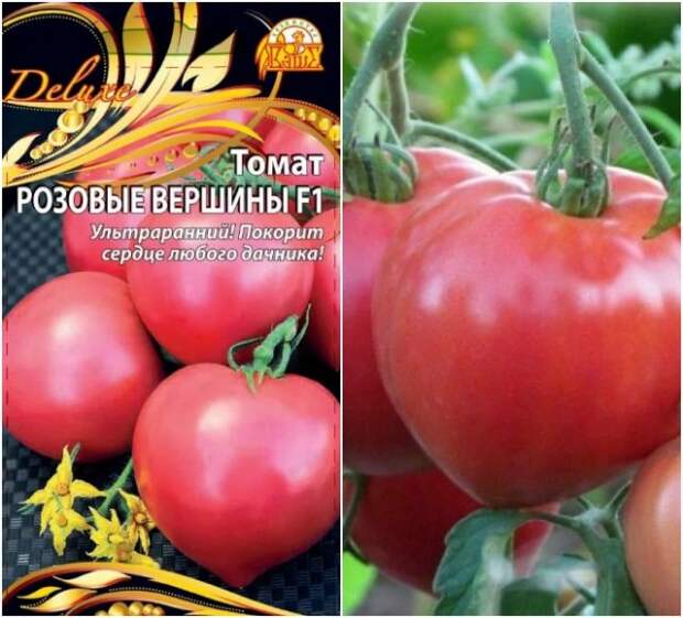 томат розовые вершины