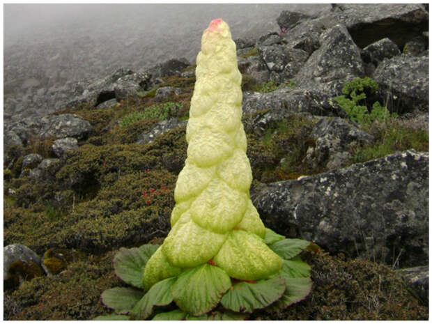 Ревень алтайский - Rheum altaicum L.  Сибирско-монгольско-китайский вид. красота, особенные, природа, растения, флора, цветы