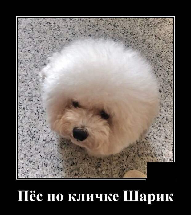 Демотиваторы (20 фото)