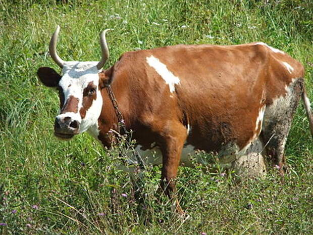 https://upload.wikimedia.org/wikipedia/commons/thumb/3/31/Poshekhonye_-_cow_-_DSCF5468.JPG/440px-Poshekhonye_-_cow_-_DSCF5468.JPG