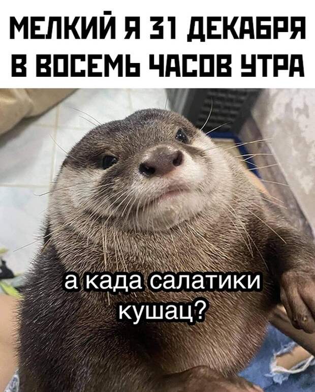 Смешные картинки 31 декабря 2020