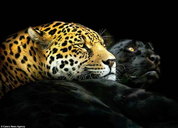 Совместная фотография леопарда и пантеры (создана из двух отдельных снимков животных) животные, фотография