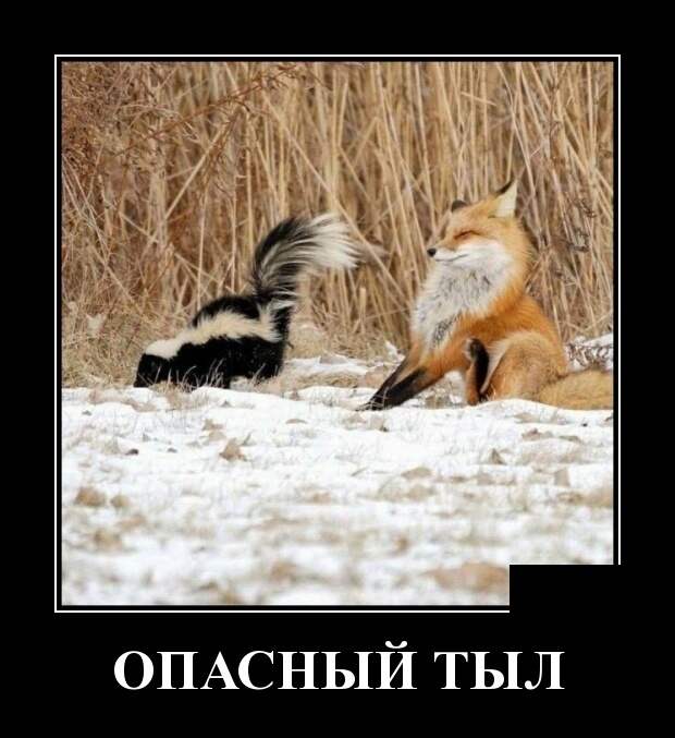 Демотиваторы (30 фото)