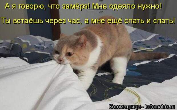 Лучшие котоматрицы недели Лучшие котоматрицы недели