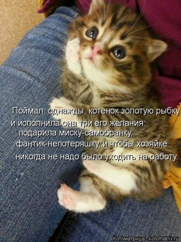 Котоматрицы (картинки с надписями)