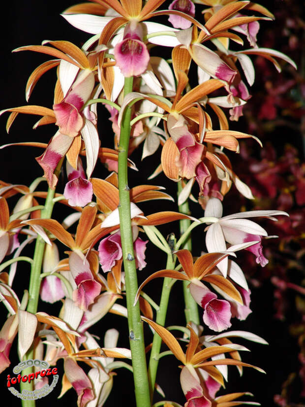 3446969355_3da7a5d03a_b[1] (525x700, 271Kb)