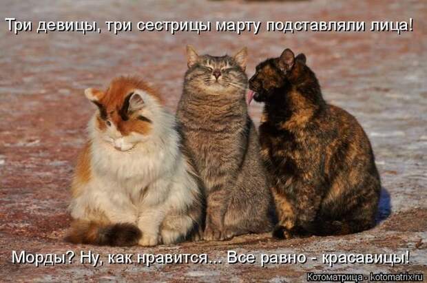 Котоматрицы