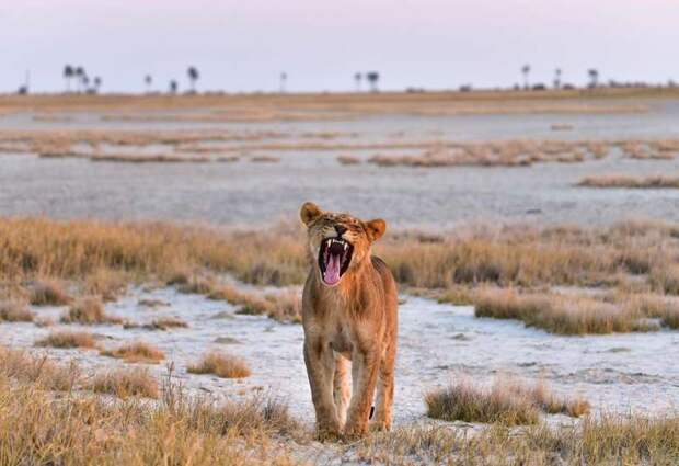 Дикие африканские животные на снимках Стивена Довера