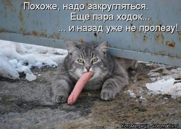 Котоматрица: Еще пара ходок... Похоже, надо закругляться. ... и назад уже не пролезу!