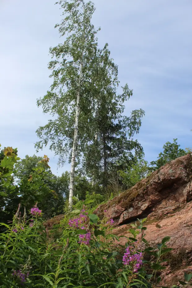 "Тянутся сосны в прозрачное небо, глыбы гранита заснули давно..." Парк Монрепо в Выборге
