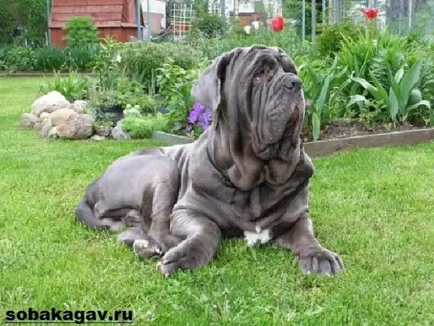 Неаполитанский мастиф собака. Описание, особенности, уход и цена породы