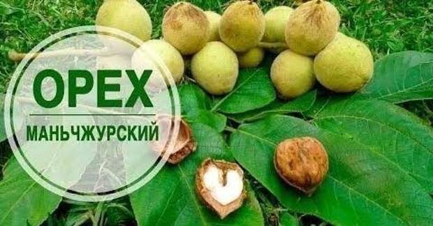 🥜Китайский орешник. Нихао