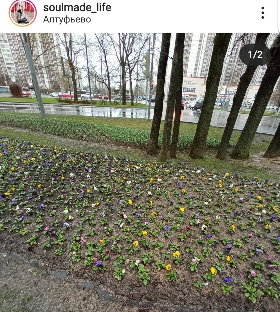 Фото: цветы у перекрёстка Алтуфьевки и Череповецкой