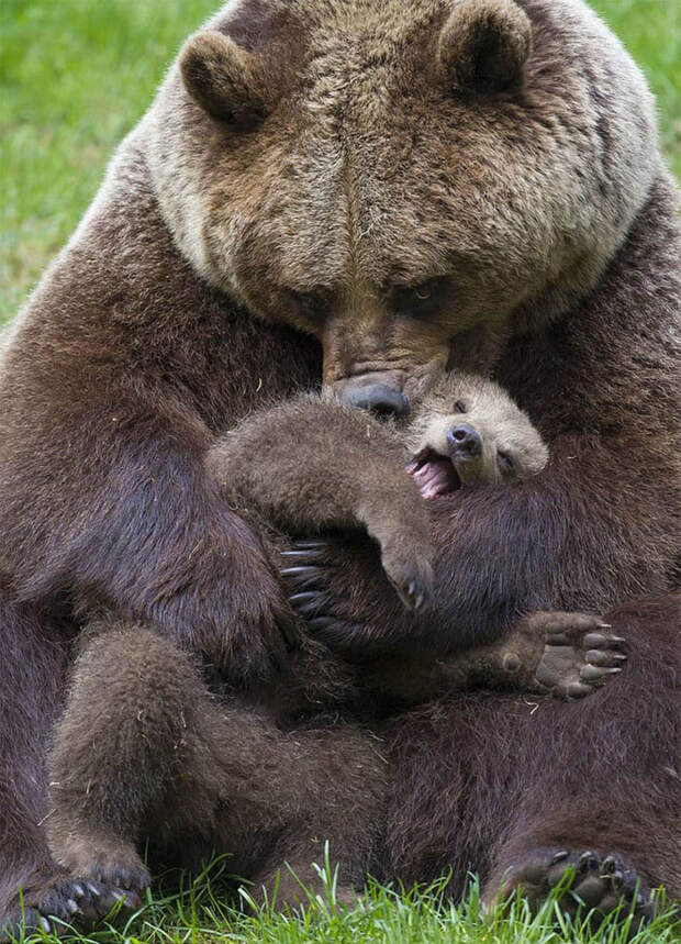 Медведицы и их детёныши. Невероятно милые фотографии