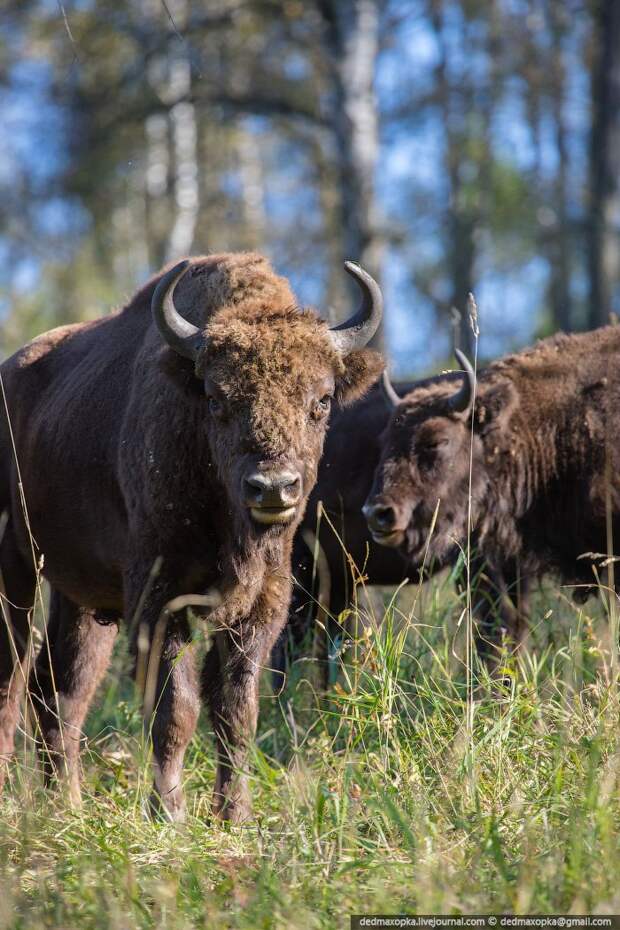 Зубры, они же европейские бизоны Зубры, они же европейские бизоны