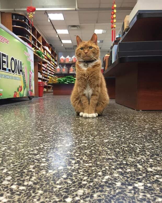 Вот уже 9 лет он работает в этом магазине животные, кот, магазин, работа