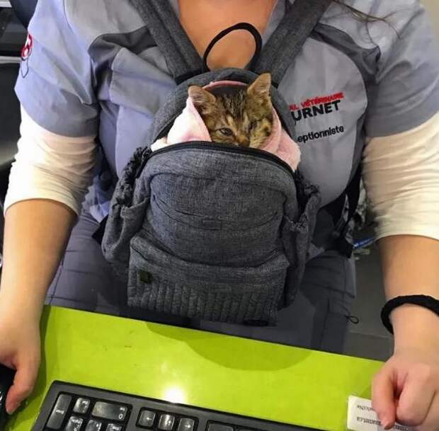 котенок в сумке