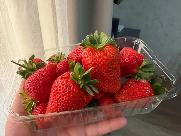 Клубника размером с кулак: высыпьте всего лишь 1 пакетик из шкафа на грядку в марте