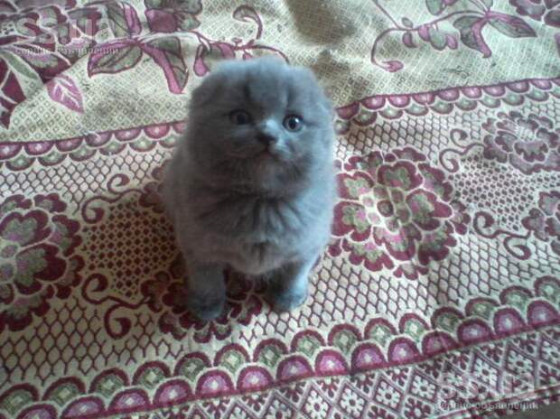 Котофотопозитив Котофотопозитив животные, коты, прикол