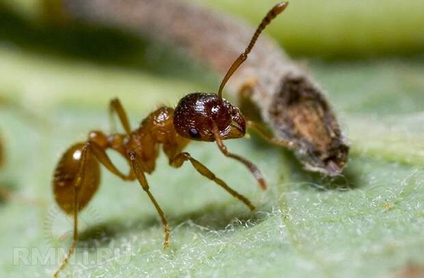 Борьба с муравьями или как избавиться от муравейников