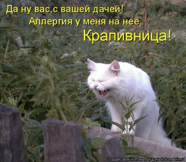 Лучшие котоматрицы недели (50 фото)