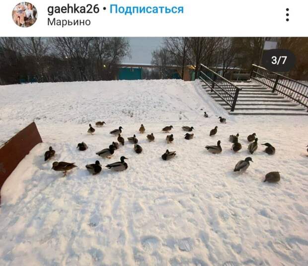 На Перервинском гидроузле Печатников начнутся свадьбы крякв