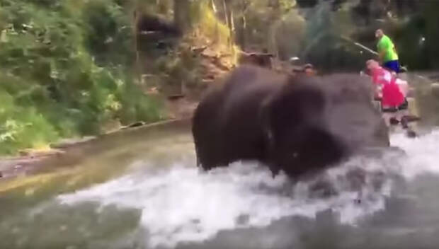 Нападение слона на туристов в Тайланде
