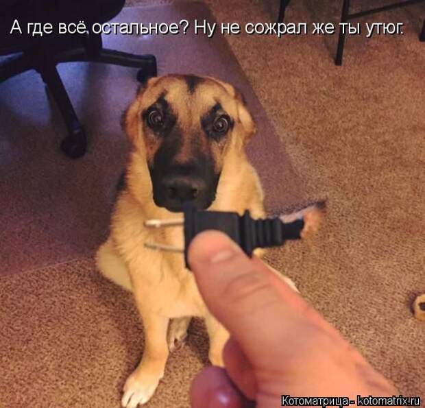 Лучшие котоматрицы недели (50 фото)