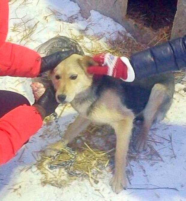 Когда волонтеры нашли Тею, она на ногах еле стояла - настолько собака была слаба. 