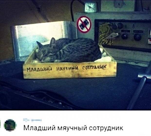 Картинки с надписями, истории и анекдоты