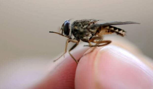 Фото: Африканская муха цеце