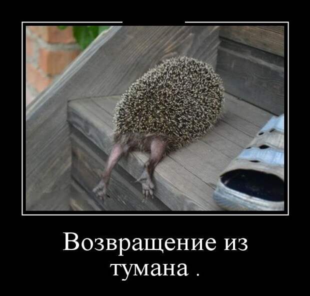 Позитивные и прикольные демотиваторы (11 фото)
