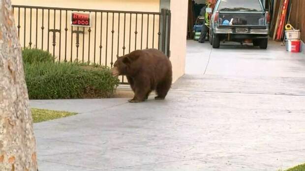 Большая медведица прогулялась по улицам Лос-Анджелеса