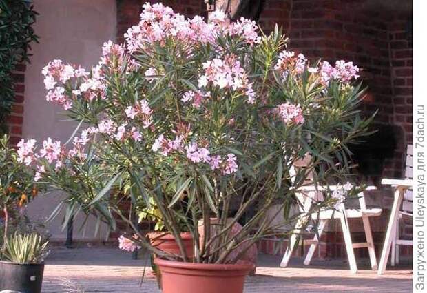 Олеандр обыкновенный в кадке, фото сайта potted-plants.ru