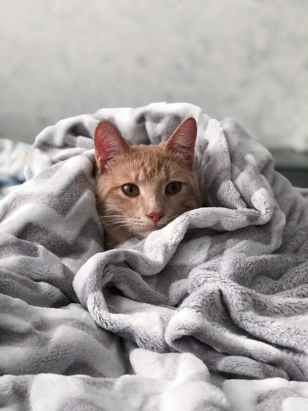 котёнок