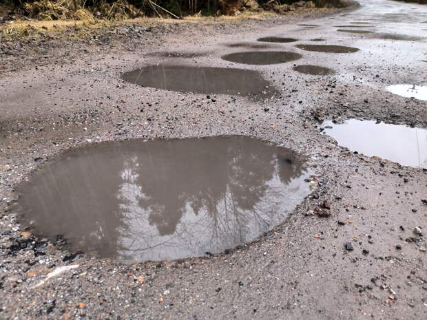 Жители Перми заметили множество дождевых червей на дорогах