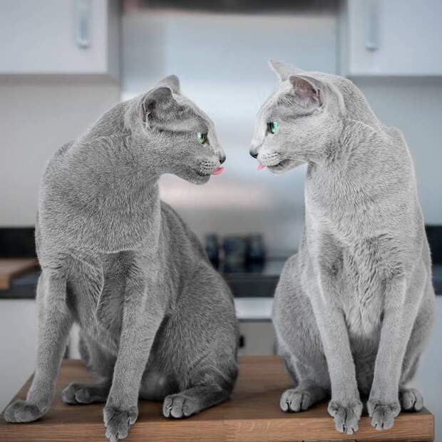 russian-blue-cats-15.jpg russian-blue-cats-15.jpg