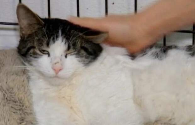 Кота ласкают Кот и рука