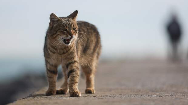 «Тыг-дык» по науке: почему кошки носятся по квартире и когда это повод для беспокойства