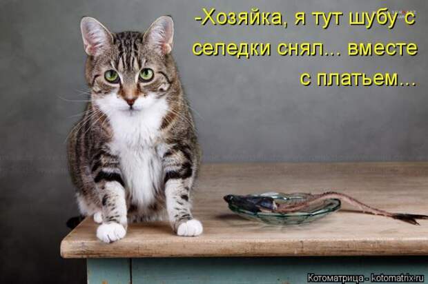 Лучшие котоматрицы недели (50 фото)