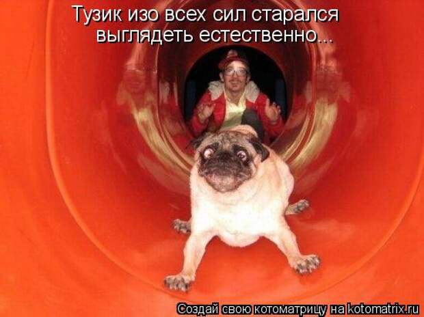 Котоматрица - Тузик изо всех сил старался выглядеть естественно...
