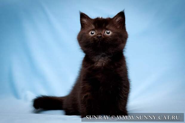 Картинки по запросу фотографии черного котенка