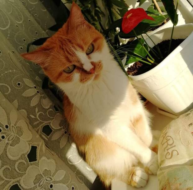 кошка нашла дом кошка и цветы
