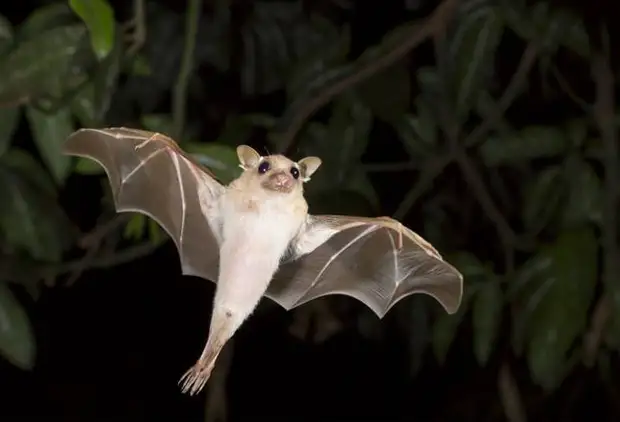 Dwarf-epauletted-fruit-bat