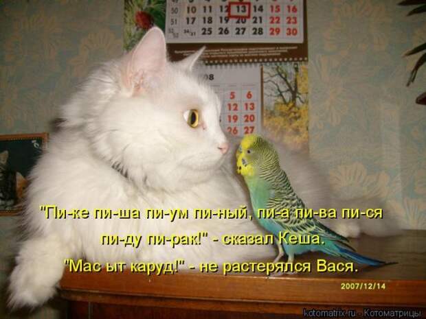 Лучшие котоматрицы недели (50 фото)
