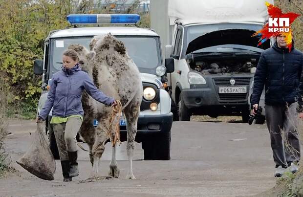 Хозяйку верблюда смогли довольно быстро найти. Фото: Рамиль ГАЛИ