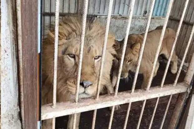 У москвича забрали медведей и львов, живших без ухода в тесных вольерах